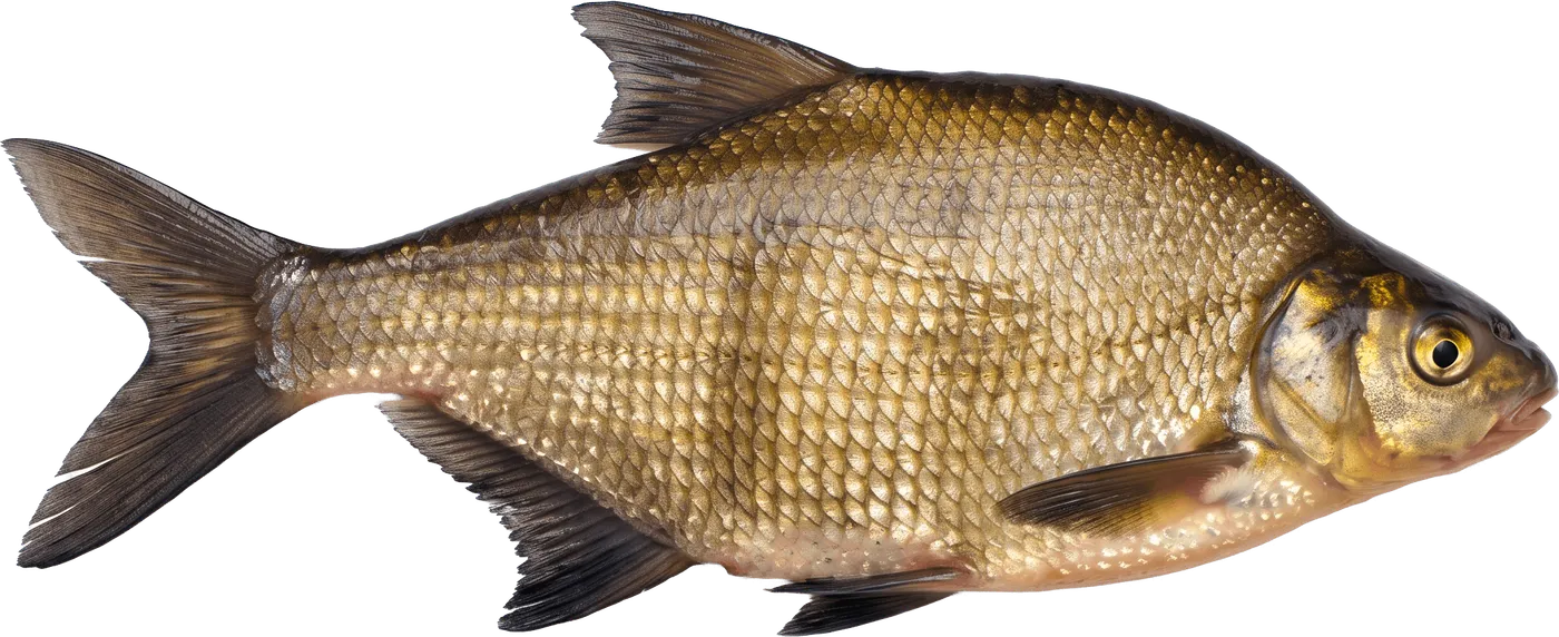 Bream