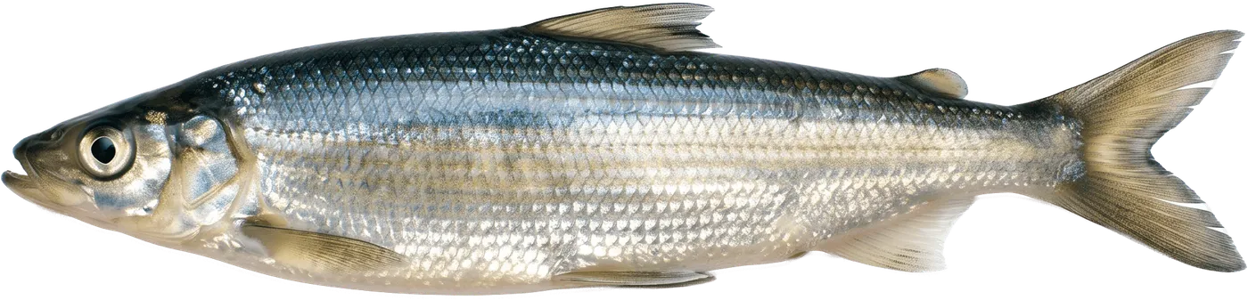 Vendace