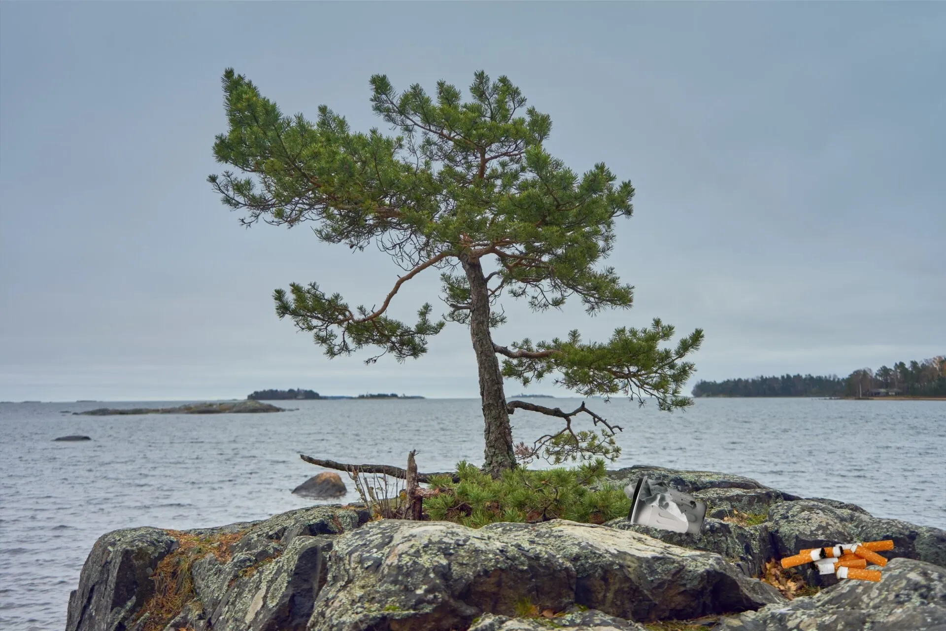 Mänty saaren kalliolla, kalliolla lojuu tölkki ja tupakantumppeja
